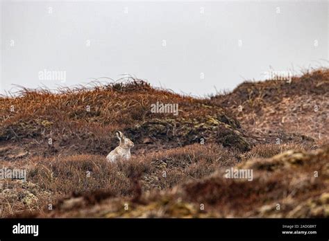 Nature Animals 的图像结果