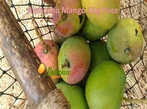 Alphonso Mango 1Kg Price – Buy Fresh & Sweet Hapus – AlphonsoMango.in