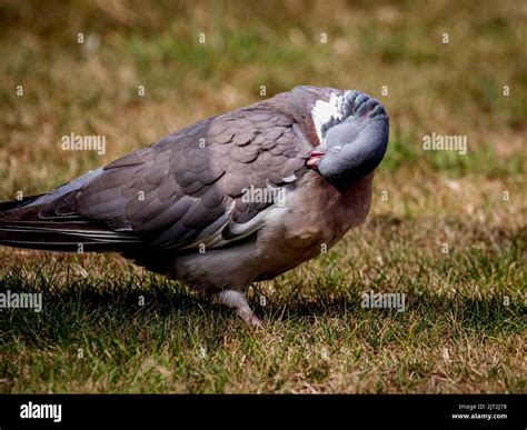 Common Woodpigeon (Columba Palumbus Stock Photo - Alamy
