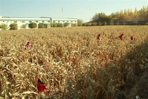 科技赋能春播 黑龙江省大豆已播种3600万亩以上 - 国际在线移动版