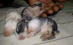 Image result for Rabbit Baby New Born