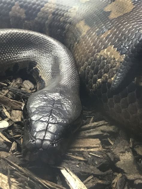 Rock Python 的图像结果