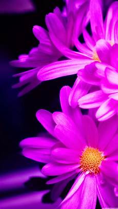 Iphone 6 Wallpaper Pink by Smartphones 25 Hd Retina Wallpaper Collection Of Iphone 6 Wallpaper Pink