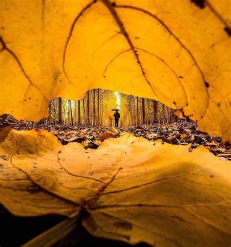 MJ Azari Jahromi on Twitter: "عاشق نشدی وگرنه می فهمیدی
پاییز بهاری است که عاشق شده است

پاییزتون مبارک 🍁🍂

شعر از: میلاد عرفان‌پور

شب‌ها صدای بوف میاد؟… https://t.co/XwthV6KEwi"