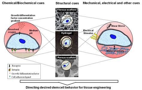 What Is Tissue Engineering 的图像结果