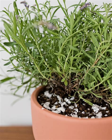 How to Grow Lavender Indoors | Growing lavender, Growing lavender ...