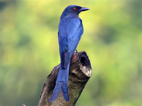 Birds of the University of Pune