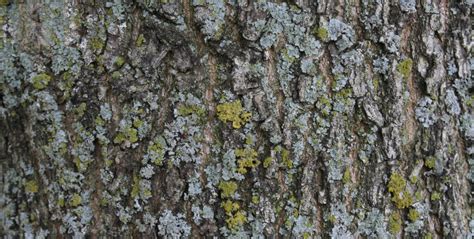 Ash Tree Identification Guide 的图像结果