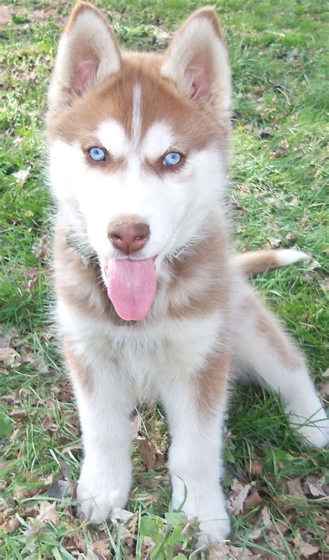 Pin by Terra Rexilius on Dogs | Siberian husky dog, Siberian husky ...