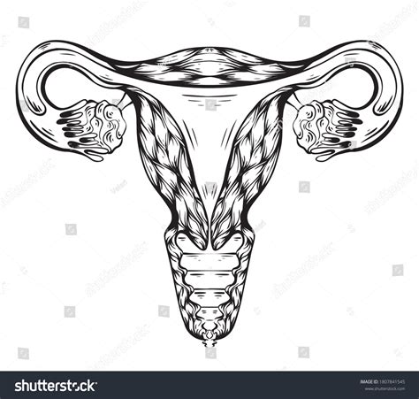 Uterus Drawing