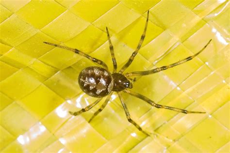 Yellow Widow Spider 9 Of The World's Deadliest Spiders | Britannica