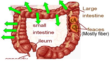 Image result for How Does Digested Food Get into Blood Absorption