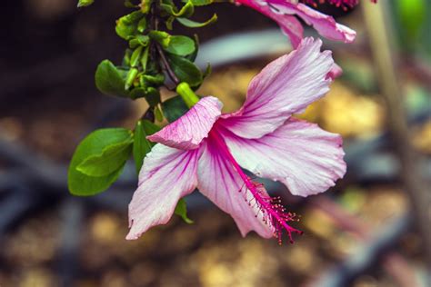 Pink Hibiscus Flower Free Stock Photo - Public Domain Pictures