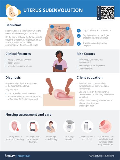 Image result for Uterine Involution