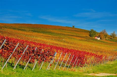 Popular French Wine Regions: Expert Guide - Adventurer Atlas
