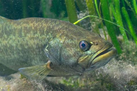 Largemouth Bass Eating Frog