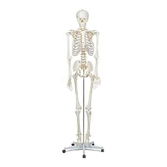 Buddy the Budget Skeleton - Human Skeleton Anatomical Model - Life Size ...