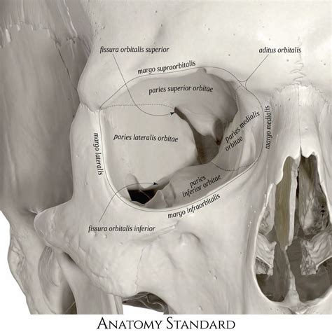 Orbit Imaging Anatomy