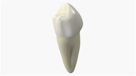 Canine Tooth Human 3D - TurboSquid 2139732