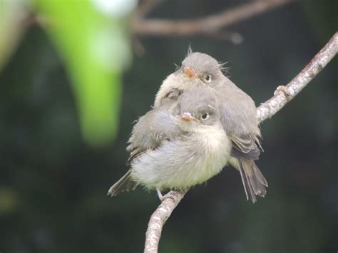 Pacific-slope Flycatcher chicks – a dose of cuteness for you today. – Mendonoma Sightings
