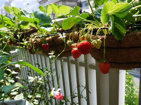 家庭盆栽草莓的种植方法，注意这5点，你也能吃上自己种的草莓_腾讯新闻
