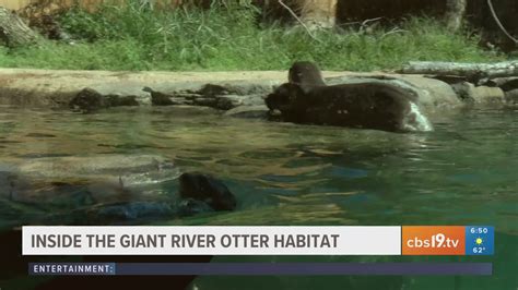 EXPLORING THE CALDWELL ZOO: Going inside giant river otter exhibit | cbs19.tv