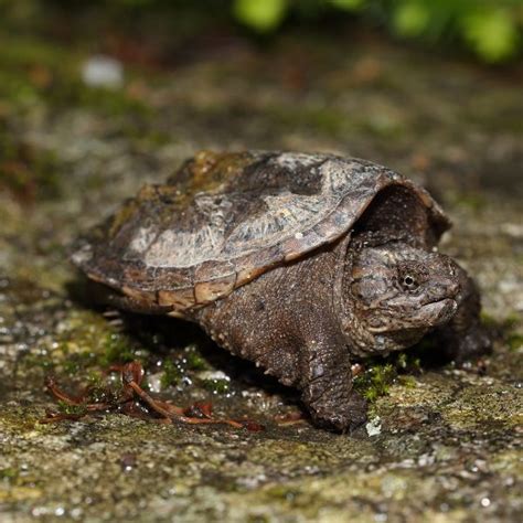 Image result for Mounting Snapping Turtle Shell