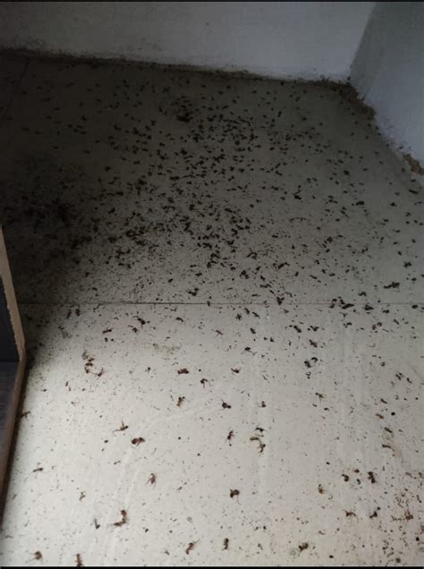 OrganicDews Herbal Lizard Repellent Spray (500 ml)(Pack of 3 ...