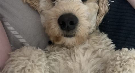 Image result for Cockapoo for Sale Cork