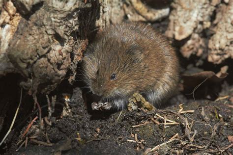 Vole Pictures - AZ Animals