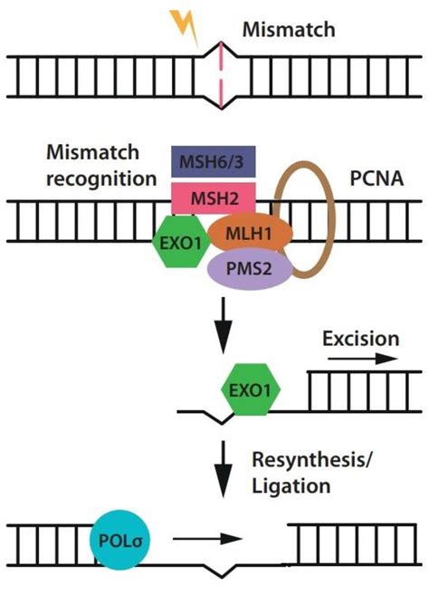 Prime Editing and DNA Repair System: Balancing Efficiency with Safety