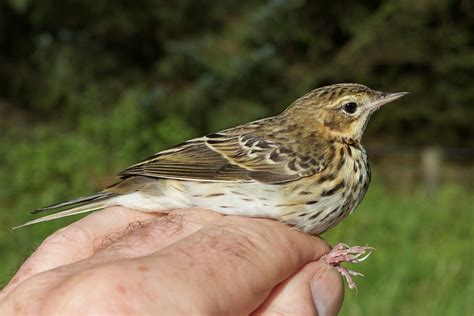 Kuvatulokset haulle pipit