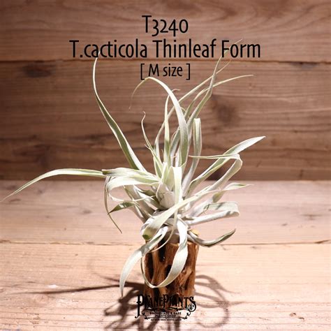 【送料無料】cacticola Thin Leaf〔エアプランツ〕現品発送T3240 | plane plants
