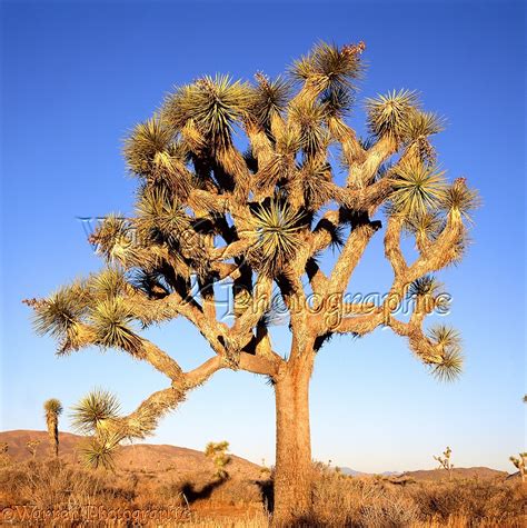 Joshua tree photo WP01355