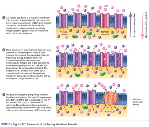 Image result for Cell Resting Membrane Potential