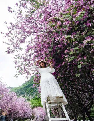 26万株紫荆花盛开，柳州的空气不再只有螺蛳粉的味道_百科TA说
