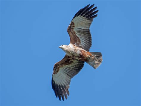 Brahminy Kite - eBird