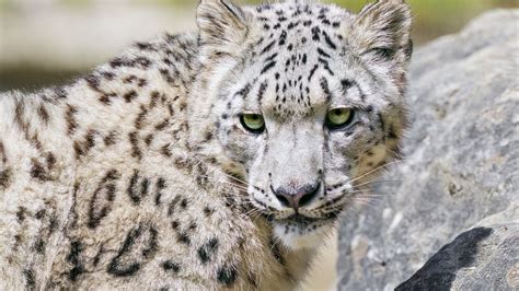 Download wallpaper 1920x1080 irbis, predator, big cat, stone, fluffy ...