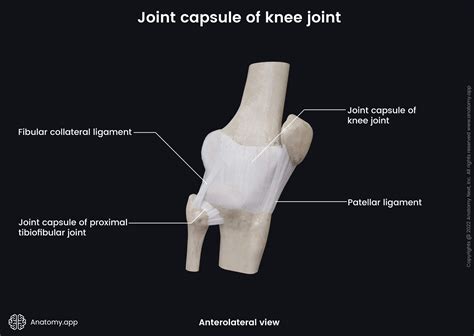 Articular Capsule Knee