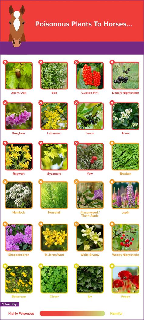 Harmful plants – Artofit