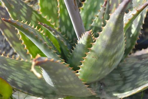 Are Aloe Plants Poisonous To Dogs And Cats