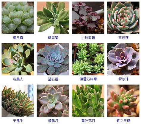 1000种植物名字大全,常见1000种植物的名称,常见园林植物100种_大山谷图库