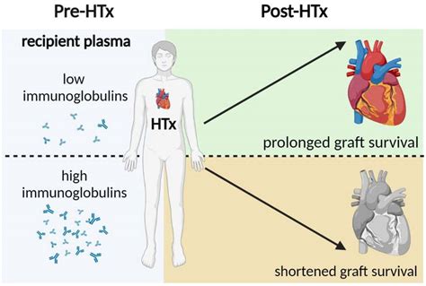 Elevated Plasma Immunoglobulin Levels Prior to Heart Transplantation Are Associated with Poor ...