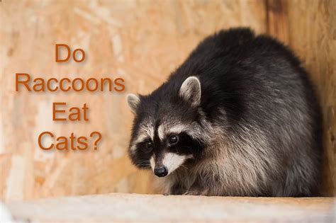 What Do Raccoons Play With at Louis Brannan blog