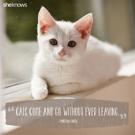 Quotes About Cats Love - SERMUHAN