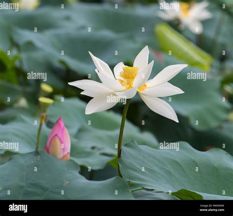 Lotus flower and Lotus flower plants Stock Photo - Alamy