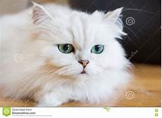 gatti persiani it gatti persiani bianchi immagine stock immagine di colpo gatti persiani it gatti persiani bianchi immagine stock immagine di colpo