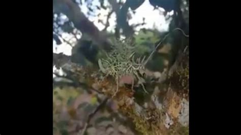 Image result for Alien Race Mantis