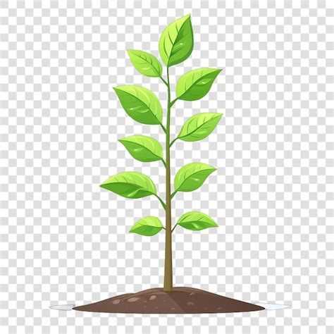 Image result for Sapling Transparent