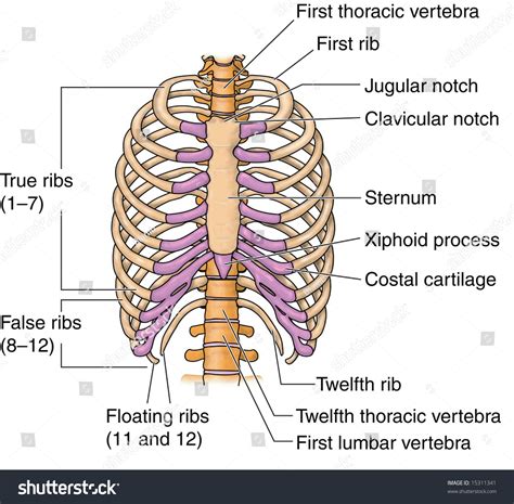 Labeled Thoracic Cage Thorax. Bones Of The Rib Cage.
